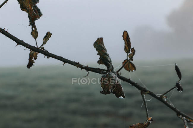 Влажная ветка с сухими листьями — стоковое фото