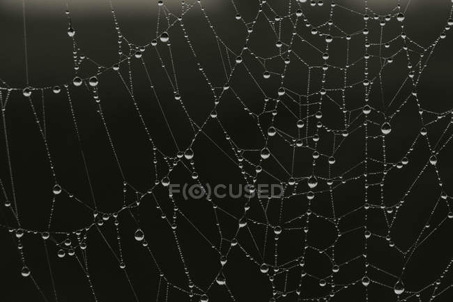 Spider web filled by dew drops — Stock Photo