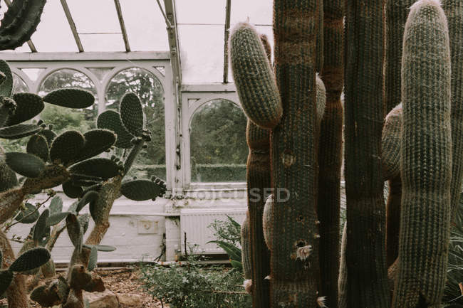 Sukkulente Pflanzen wachsen im Gewächshaus — Stockfoto