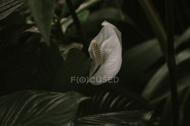Spathiphyllum o Paz Lilly - foto de stock
