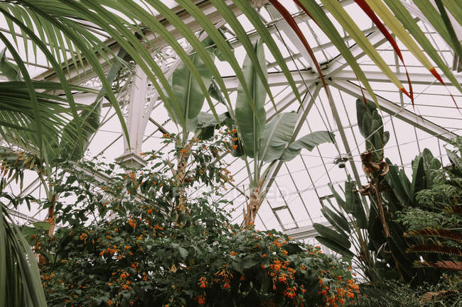 Diffe Exotic Plants In Glhouse United Kingdom Plant Diffe Exotic Plants In Glhouse Stock Photo