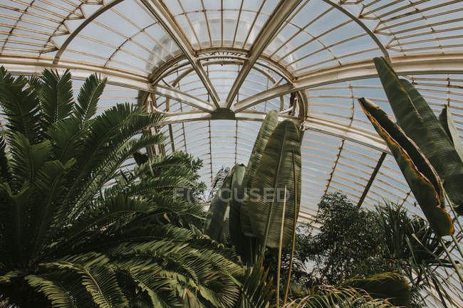 Esplorare la sala della giungla nei giardini botanici reali — Foto stock