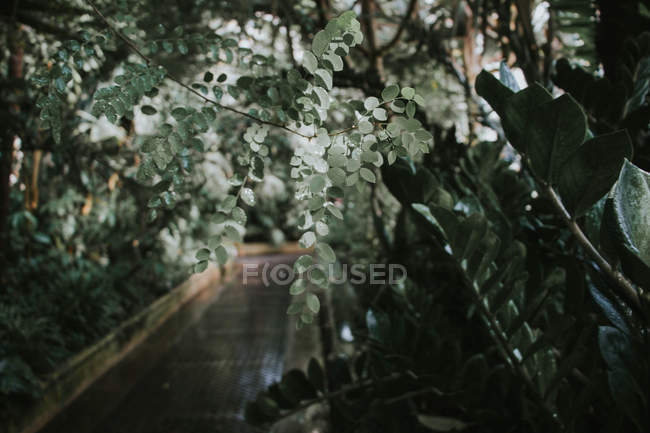 Planta folhosa verde — Fotografia de Stock
