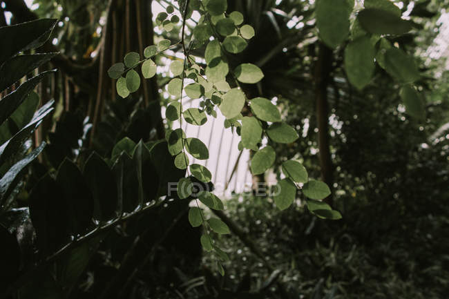 Florescer em jardins botânicos — Fotografia de Stock