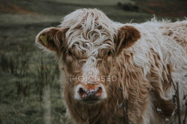 Hochlandrinder, Schottland — Stockfoto