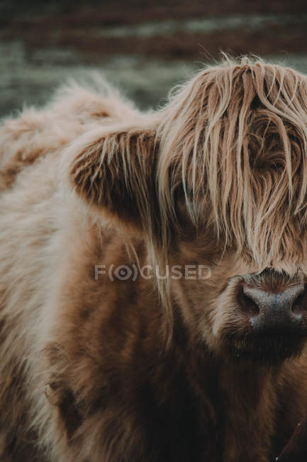 Highland cattle, Escócia — Fotografia de Stock