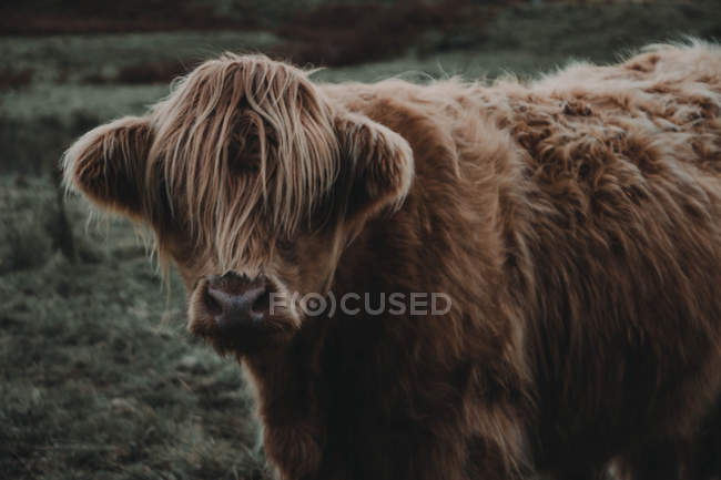 Highland cattle in field — Stock Photo