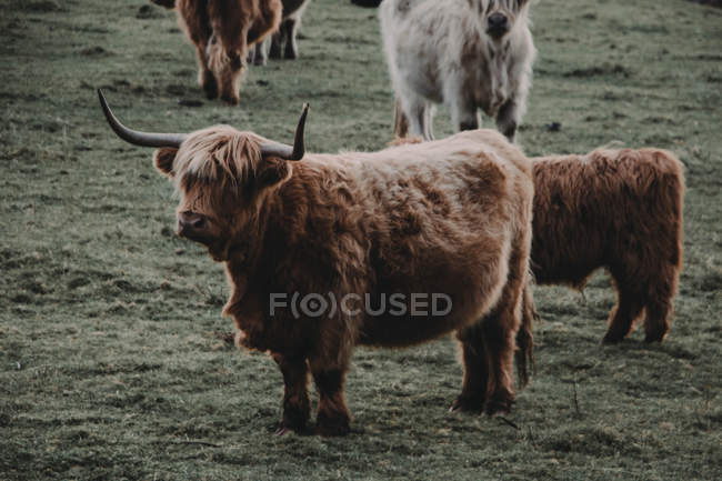 Bovini delle Highlands — Foto stock