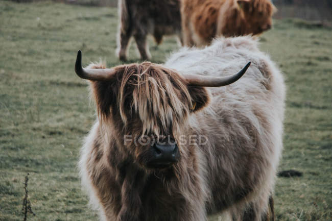Bovinos das Terras Altas em campo — Fotografia de Stock