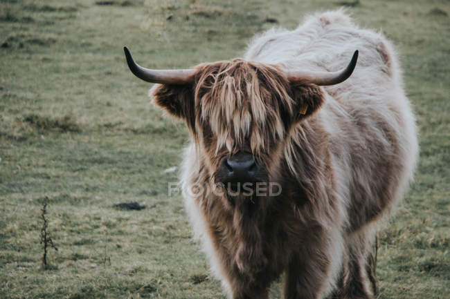 Vaca das terras altas no campo — Fotografia de Stock