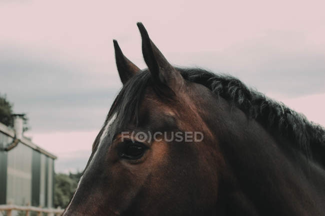 Imagen de la cabeza de caballo - foto de stock