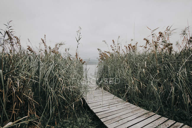 Jetty surrounded by reed — Stock Photo