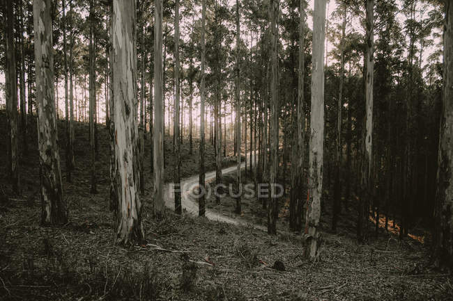 Ліс Knysna, Південно-Африканська Республіка — стокове фото