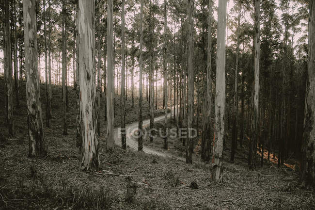 Bosque de Knysna, Sudáfrica - foto de stock