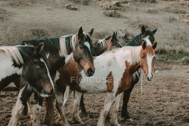 Cavalli maculati, Galles — Foto stock