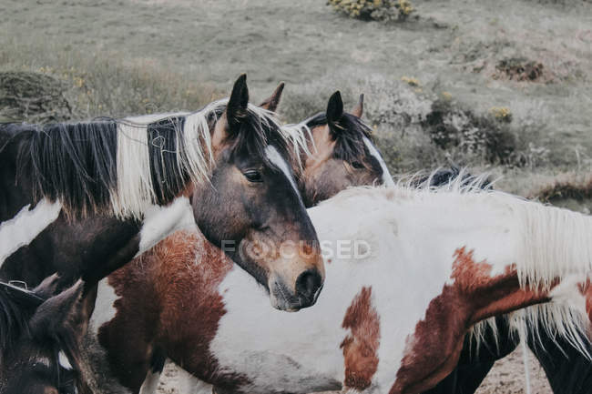Стадо лошадей, Уэльс — стоковое фото