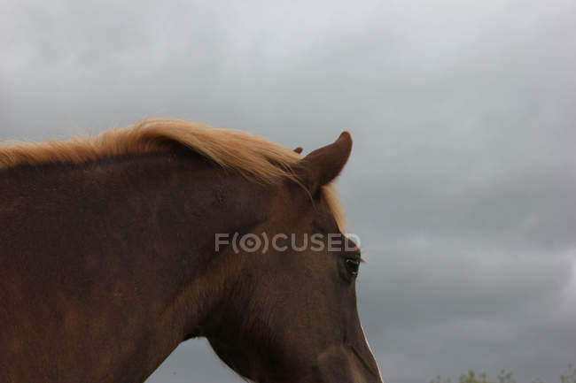 Лошадь с золотой гривой — стоковое фото