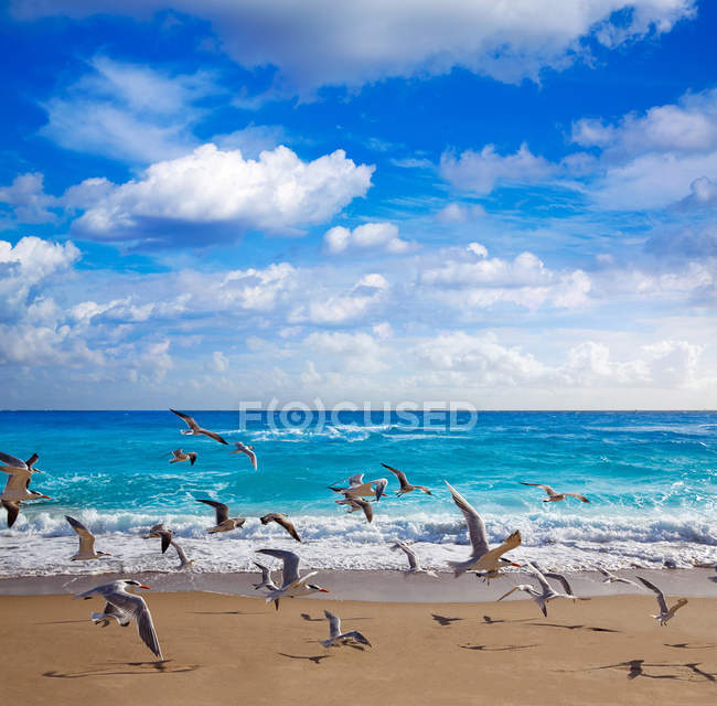 Playa de la isla del cantante en Palm Beach Florida US - foto de stock