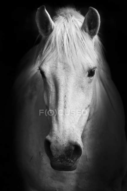 White horse's black and white art portrait — Stock Photo