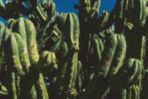 Cactus, San Miguel de Allende — Stock Photo