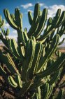 Cactus, San Miguel de Allende — Fotografia de Stock