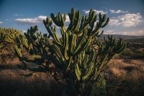 Cactus, San Miguel de Allende — стокове фото