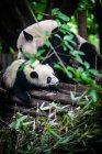 Panda madre con bambino — Stock Photo