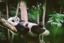 Bebé panda gigante - foto de stock