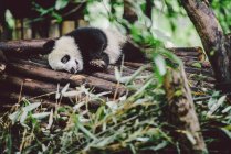 Baby panda gigante — Foto stock
