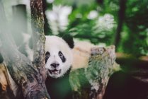 Baby panda gigante — Foto stock