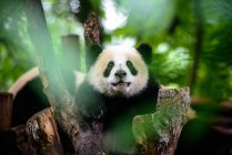 Baby giant panda — Stock Photo