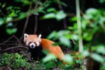 Panda rojo, Base de Investigación de Chengdu - foto de stock