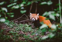 Красная панда в дикой природе — стоковое фото