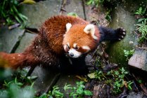 Panda rojo, China - foto de stock