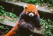 Red panda, China — Stock Photo