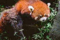 Червоні панди, Ченду дослідження бази — стокове фото