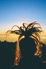 Дівчина з updo дредлоками на заході сонця — стокове фото