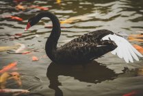 Чёрный лебедь на воде — стоковое фото