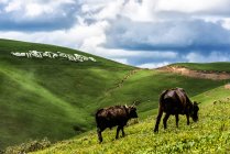 Cows grazing on green hills — Stock Photo