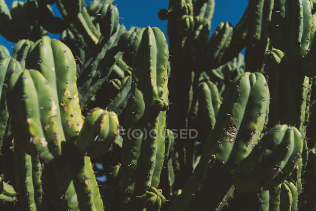 Kaktus, san miguel de allende — Stockfoto