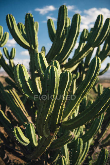 Cactus, San Miguel de Allende — стокове фото