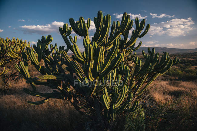 Cactus, San Miguel de Allende - foto de stock