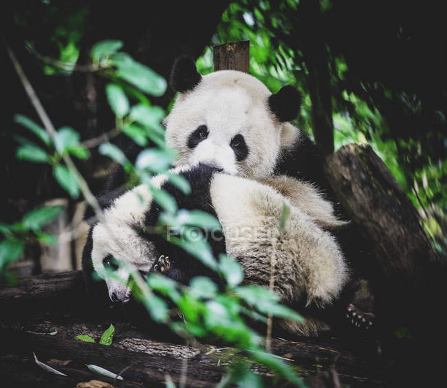 Panda мать с ребенком — стоковое фото