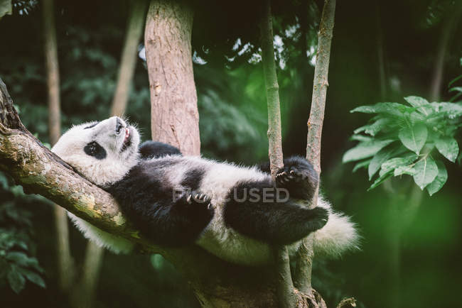 Baby гігантський панда — стокове фото