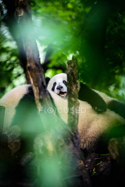 Спящая панда — стоковое фото