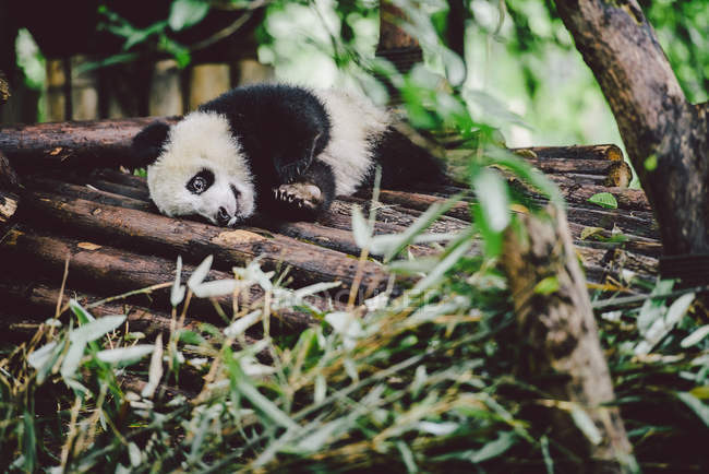 Bebé panda gigante - foto de stock