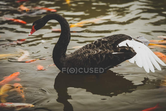 Cisne negro en el agua - foto de stock