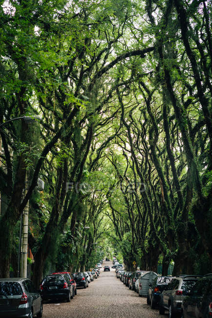 Strada con alberi lungo la strada — Foto stock
