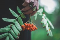 Mulher mão segurando rowanberry monte — Fotografia de Stock