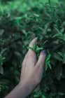 Mulher mão tocando folhas verdes — Fotografia de Stock